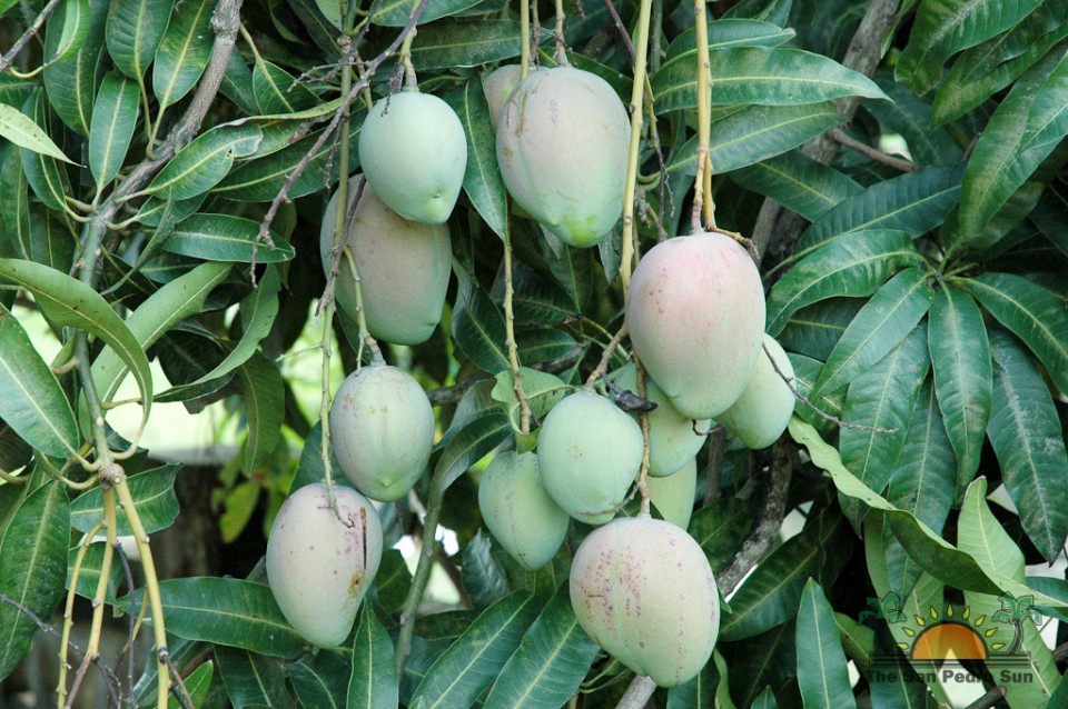 Loving Mangoes in beautiful Hopkins! - My Beautiful Belize