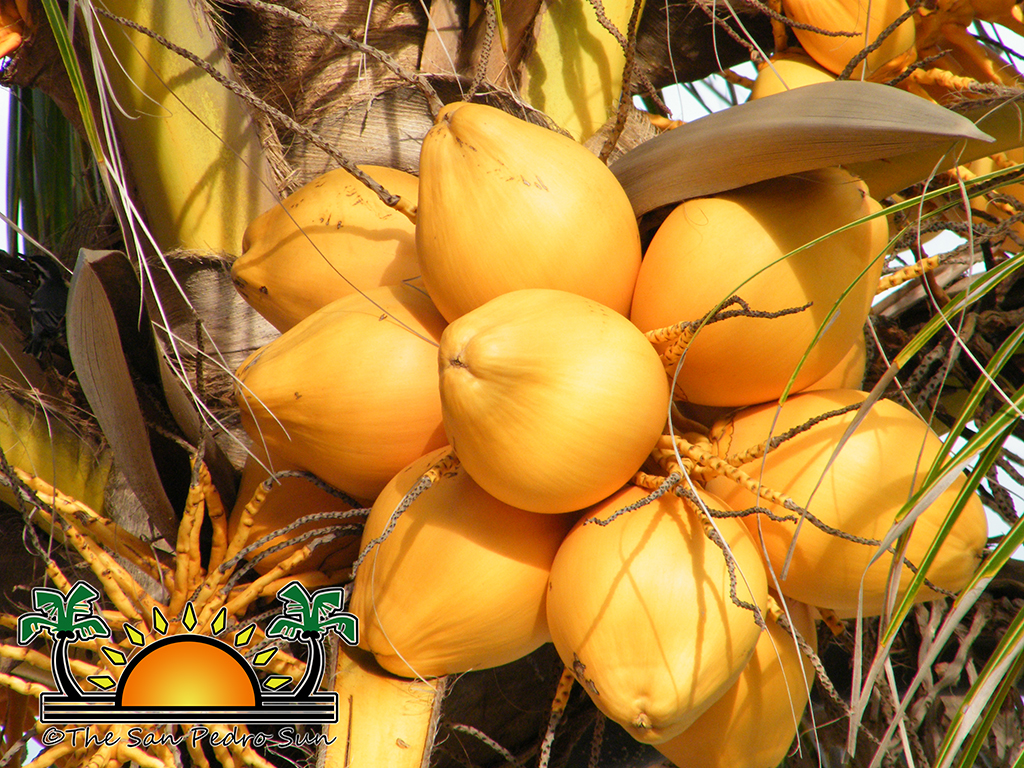 Coconuts the heart of Caribbean cuisine and culture My Beautiful Belize