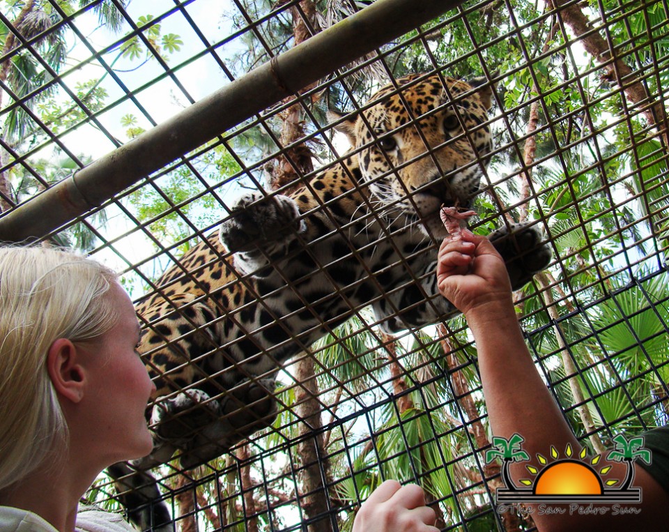 The-Belize-Zoo-1