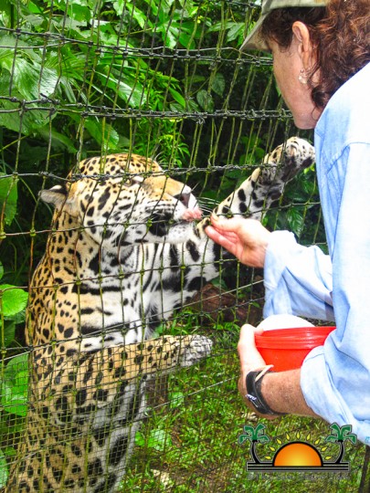 The-Belize-Zoo-14