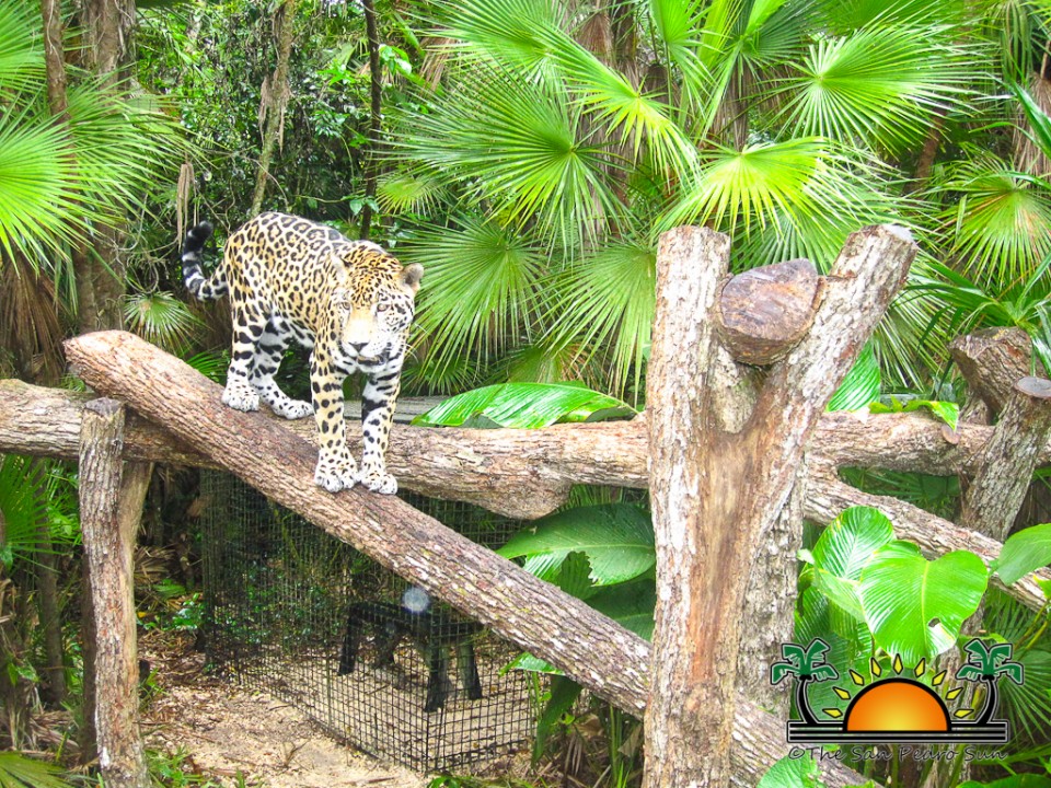 The-Belize-Zoo-15