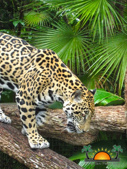 The-Belize-Zoo-16