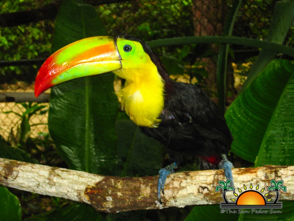 The-Belize-Zoo-17