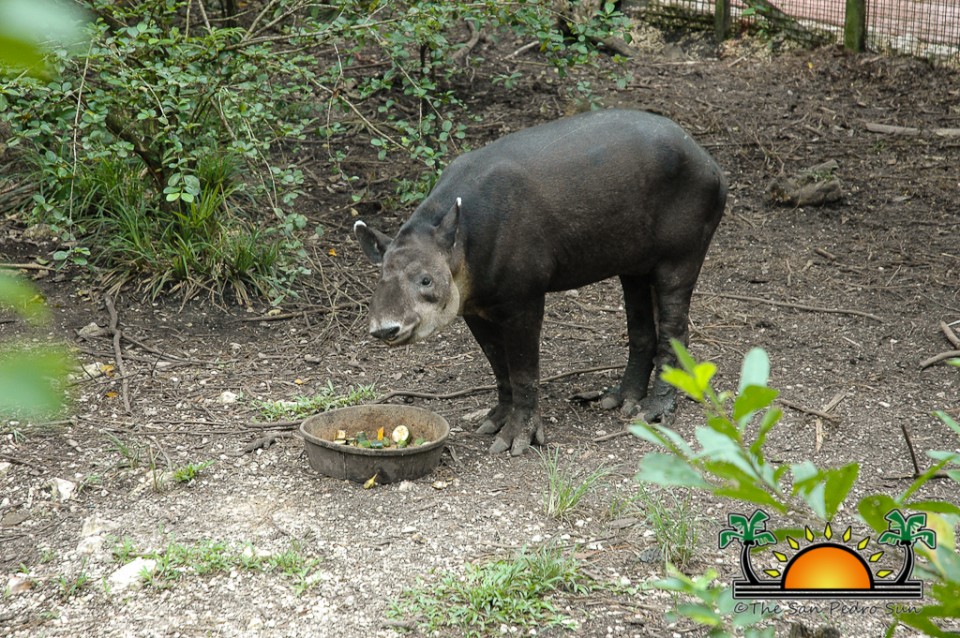 The-Belize-Zoo-4