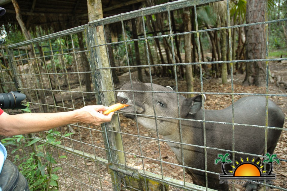 The-Belize-Zoo-5