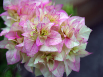 Bougainvillea