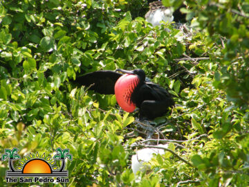 Frigate-Bird