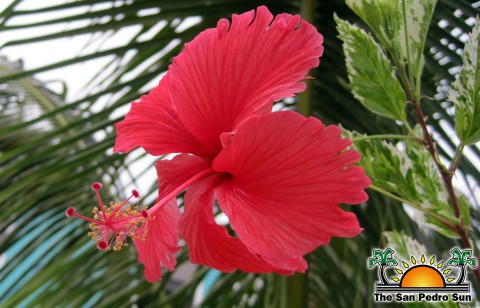 red-hibiscus