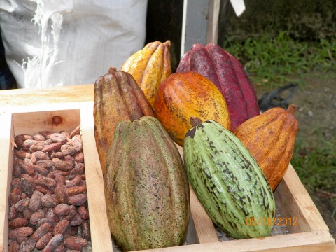 Toledo Cacao Festival 121