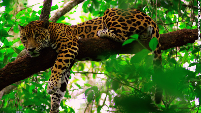 belize-jaguar