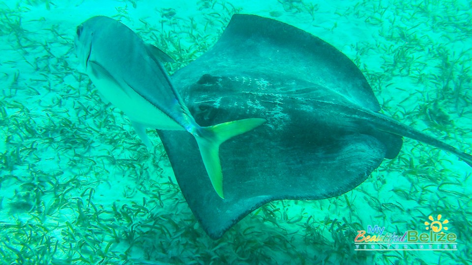 Shark Ray Alley