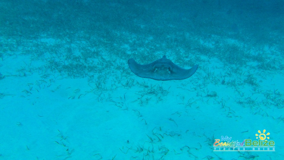 Shark Ray Alley