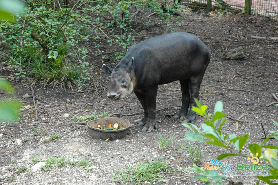 April the Tapir-1