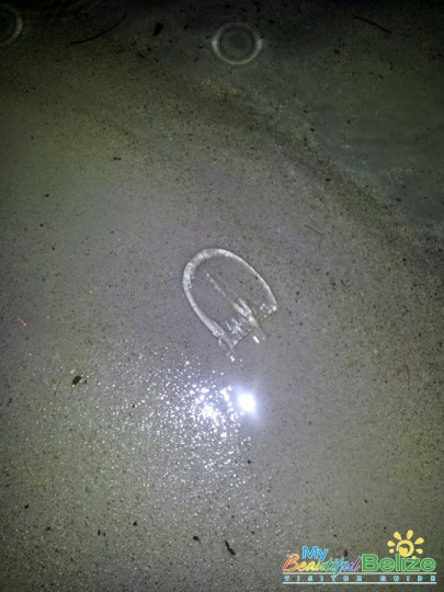 Strange-Jellyfish-2