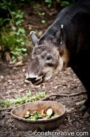 Tapir-Conch-Creative