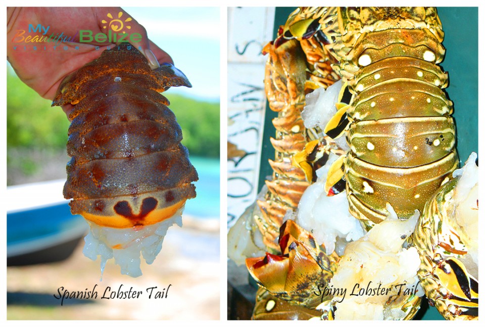 Belize Lobster