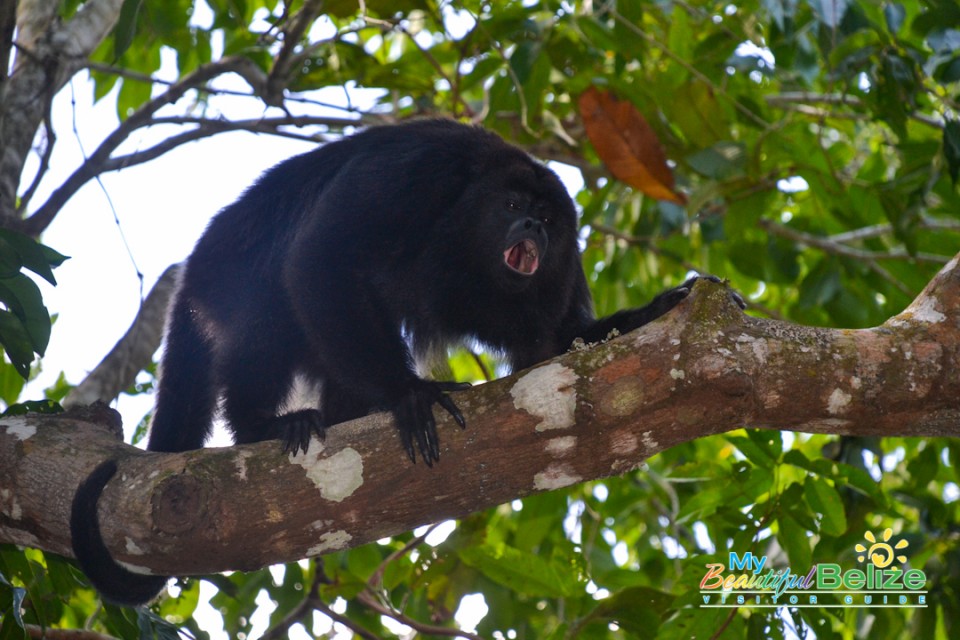 Black Howler Monkey-2