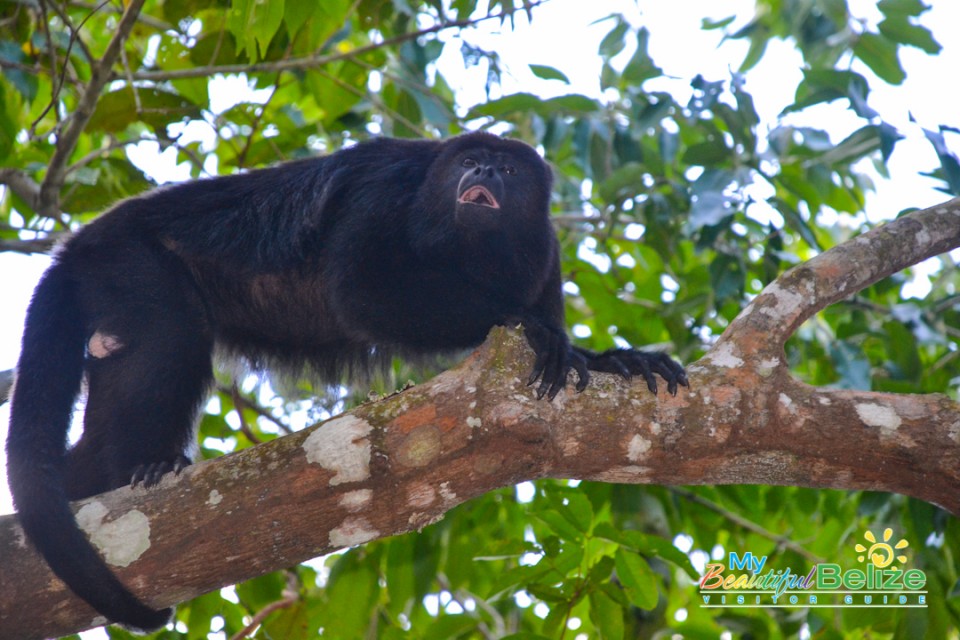 Black Howler Monkey-3