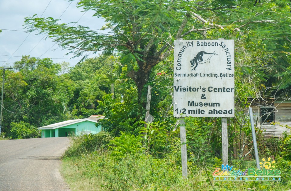 Community Baboon Sanctuary-1