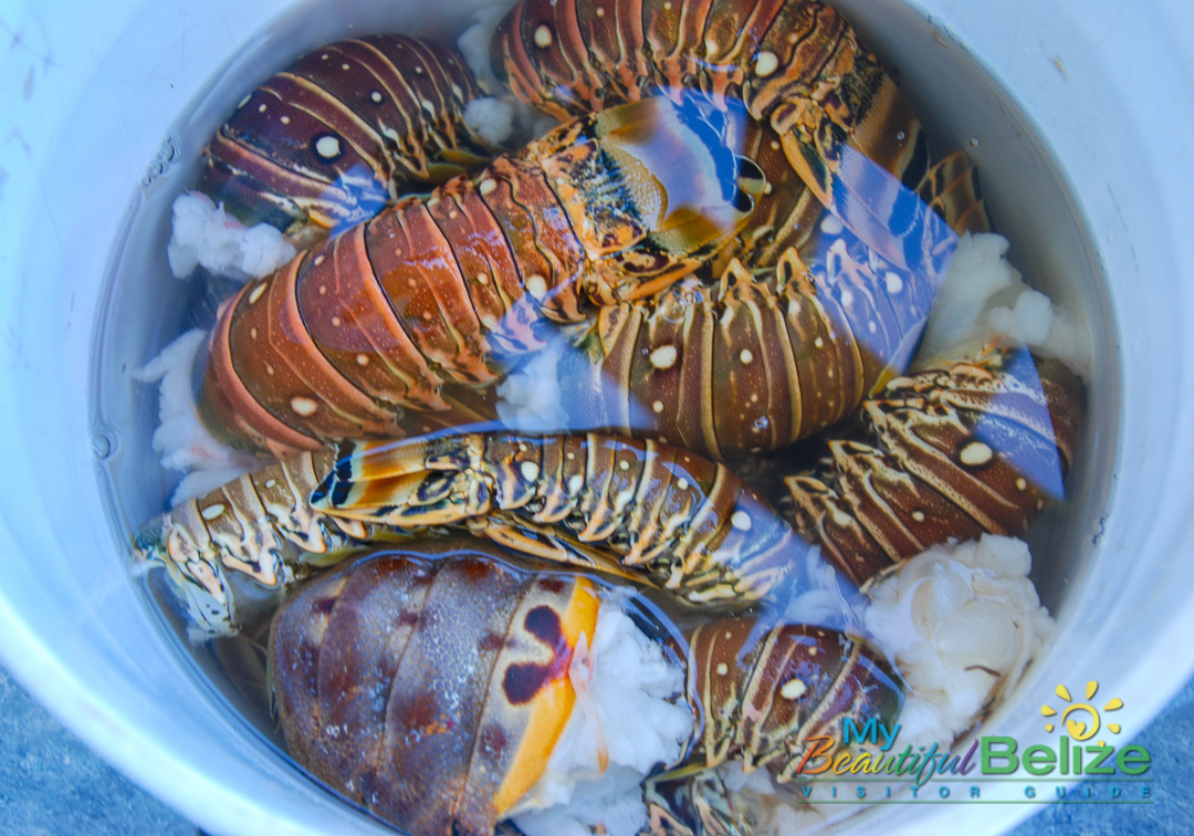 Lobster Slipper Tail Meat | Channel Seafoods