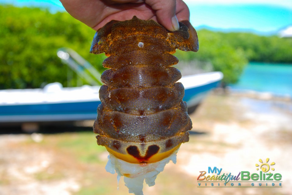 the-elusive-slipper-lobster-my-beautiful-belize