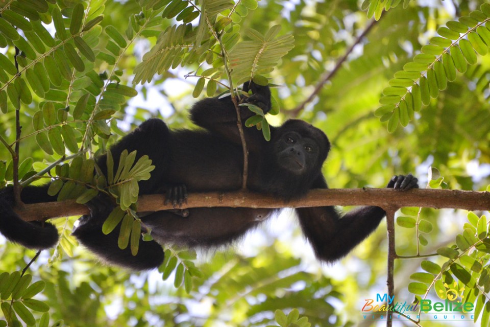 blackhowlermonkeys-2