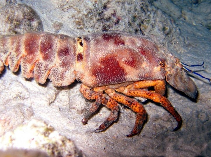 Spanish Slipper Lobster