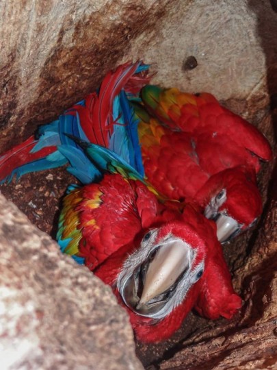 Both male and female scarlet macaws care for their young.