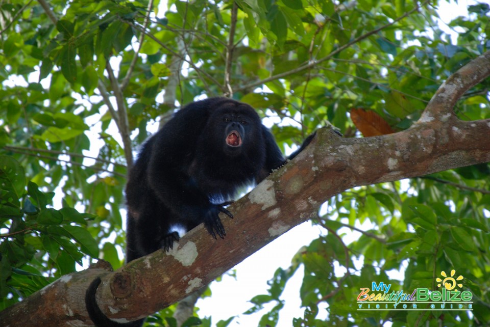 Backroads Belize Village Explore Howler Monkey Resort-10