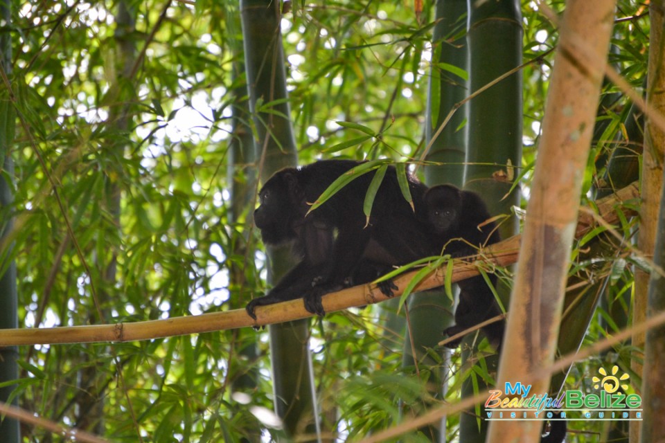 Backroads Belize Village Explore Howler Monkey Resort-14