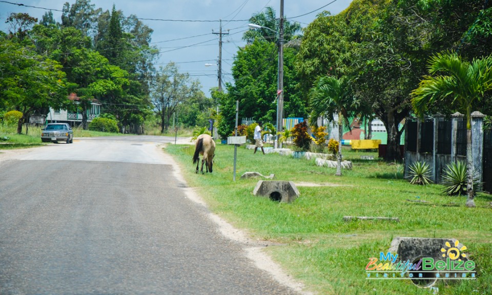 Backroads Belize Village Explore Howler Monkey Resort-34