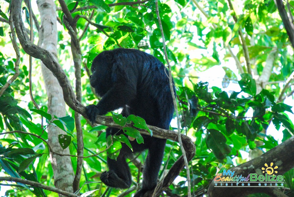 Backroads Belize Village Explore Howler Monkey Resort-8