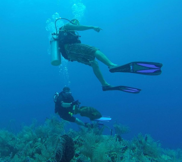 Belize Blue Hole Dive Turtle Shark-2