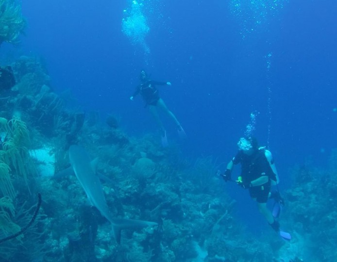 Belize Blue Hole Dive Turtle Shark-4