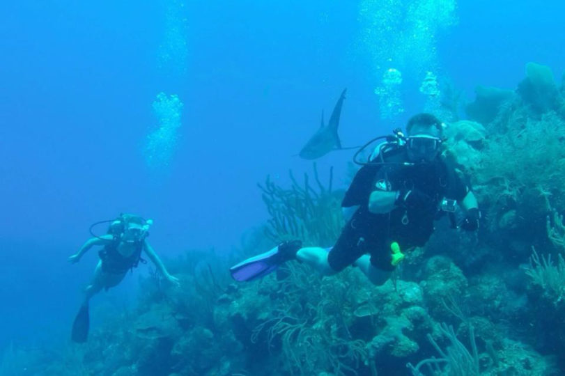 Belize Blue Hole Dive Turtle Shark-5