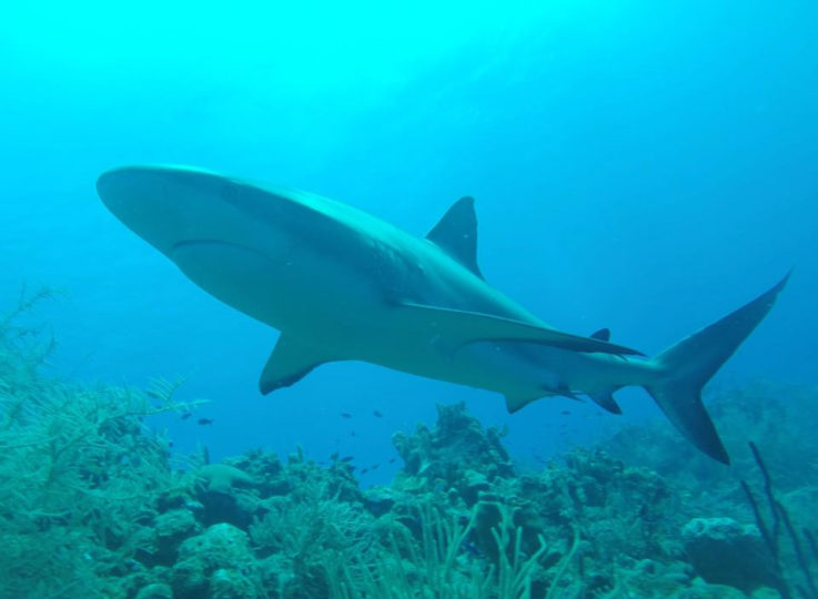 Belize Blue Hole Dive Turtle Shark-7