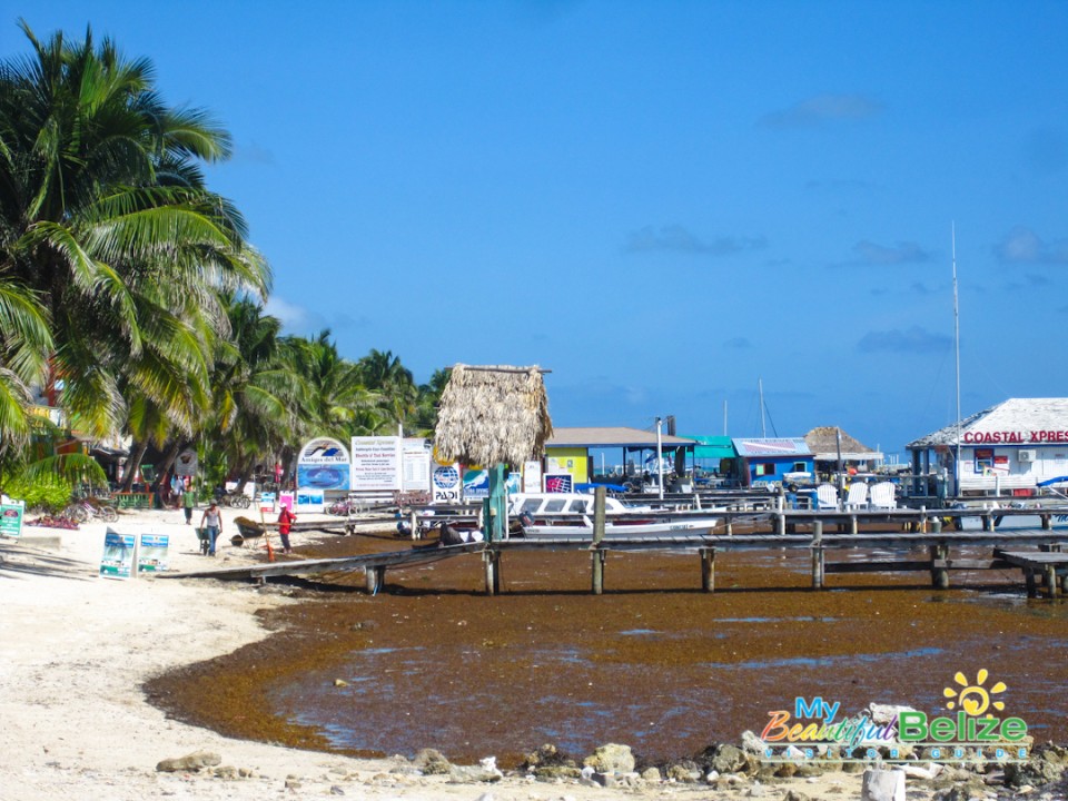 Sargasso Sargassum Seaweed Ambergris Caye-2