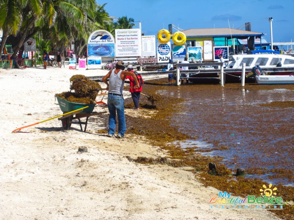 Sargasso Sargassum Seaweed Ambergris Caye-4