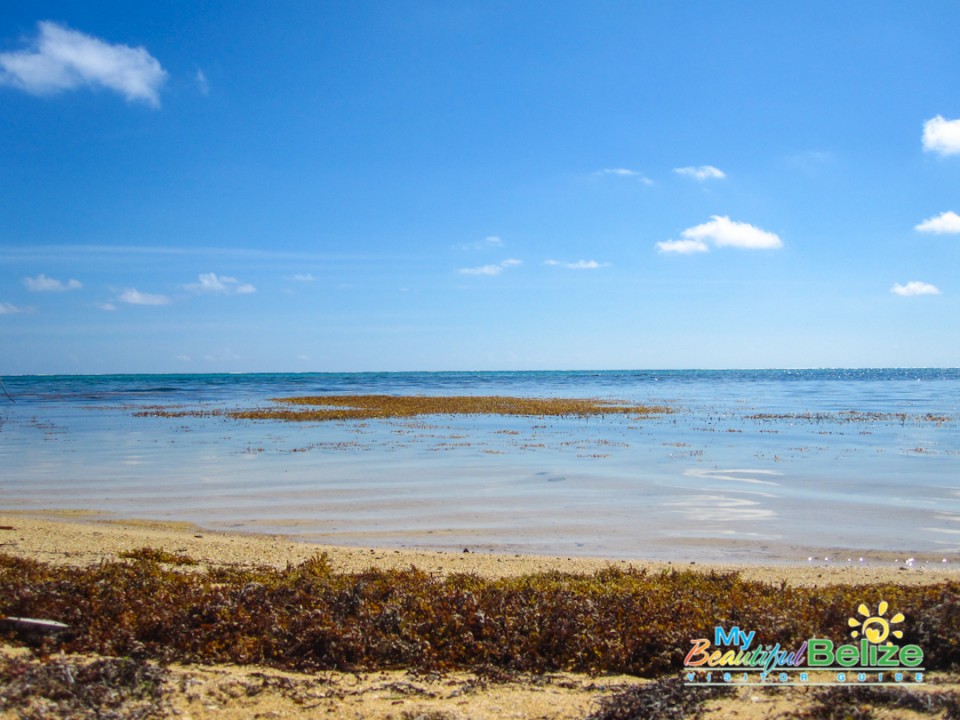 Sargasso Sargassum Seaweed Ambergris Caye-5