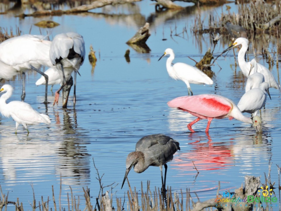 Unexpected Birding Day (10 of 22)