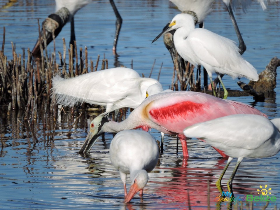 Roseate Spoonbill with White Ibis in foreground and Snowy Egrets in back