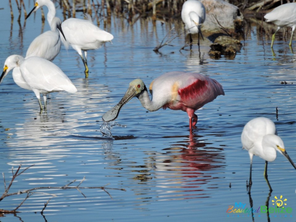 Unexpected Birding Day (7 of 22)