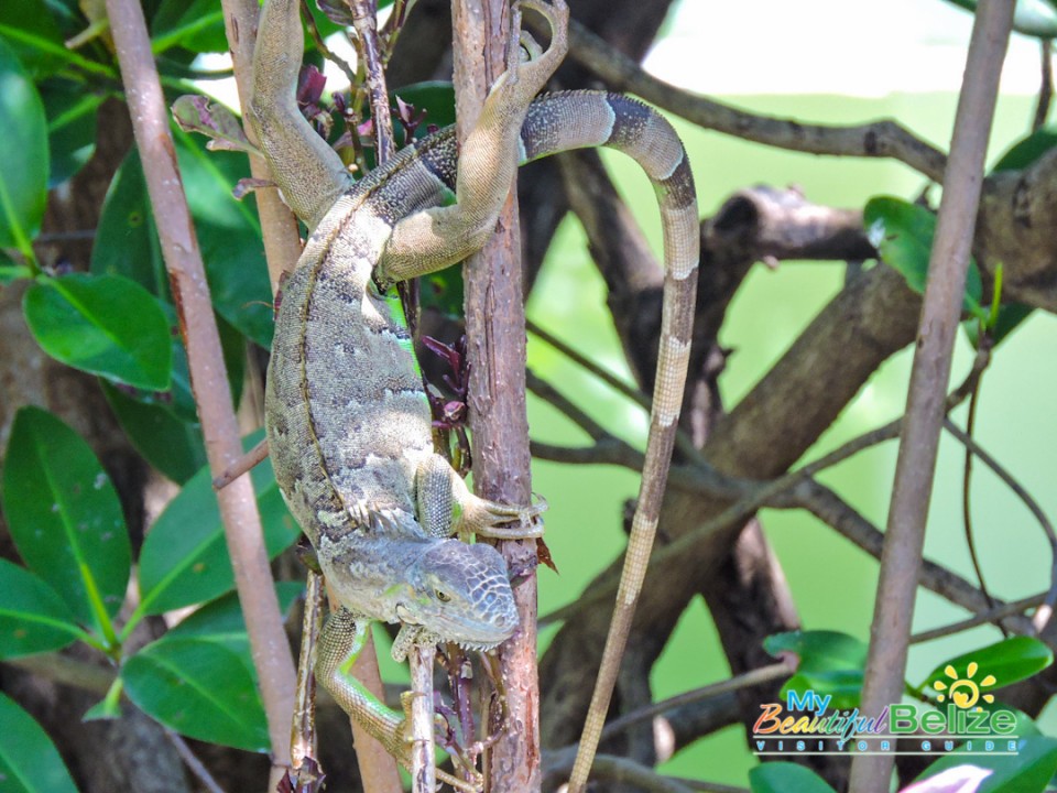 Green Iguana Garobo Guana-1