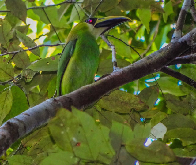Back at camp, we were greeted by Emerald Toucanets. I am totally amazed at just how much we recorded at night. During the day I found a Crested Eagle which was a lifetime achievement. But at night... Armadillo, Crested Owl, Kinkajou, Margay, Tapir, Gibnut, and and my second Cacomistle!