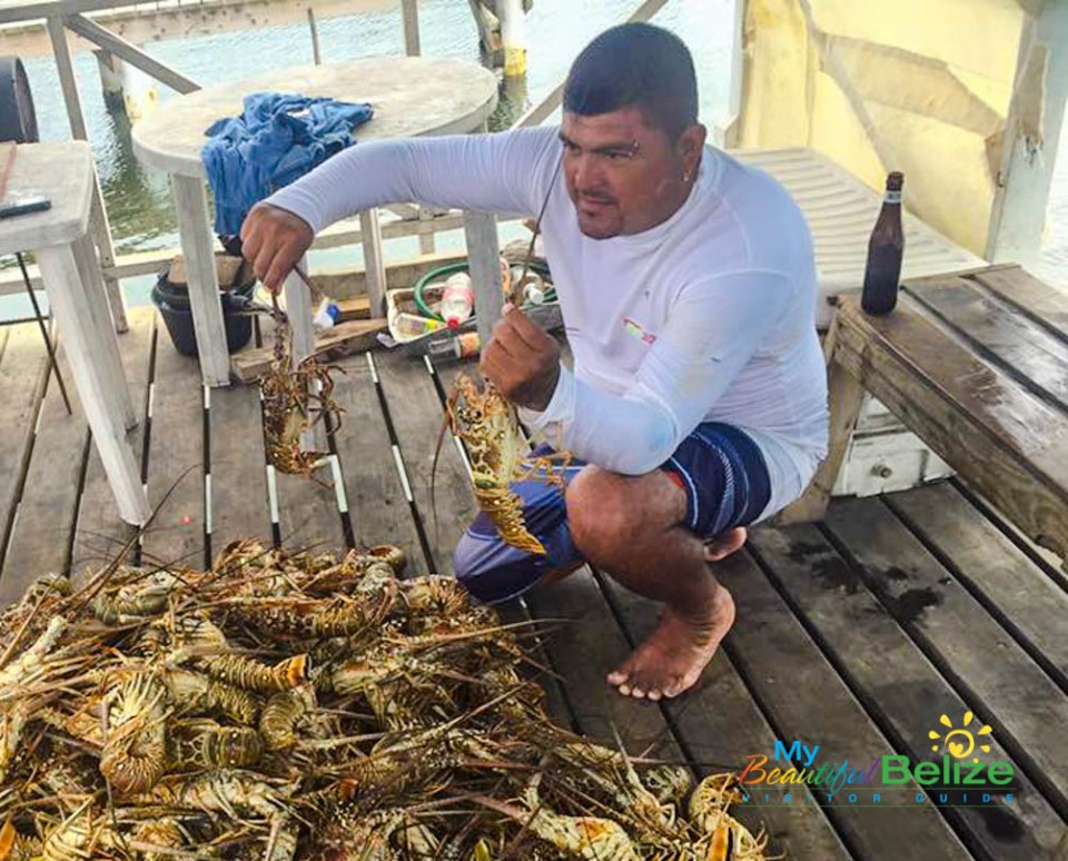 First Lobster Catch of the Season-4