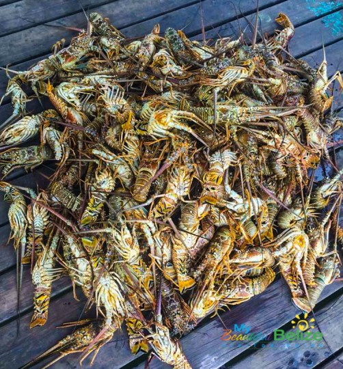 First Lobster Catch of the Season-6