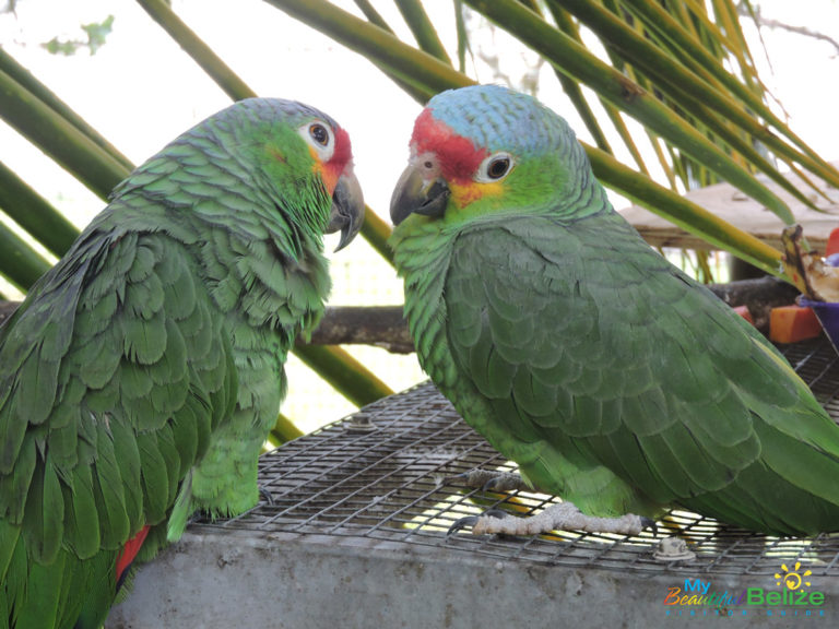 Belize Bird Rescue Avian Rehabilitation Centre & Bird Sanctuary ...