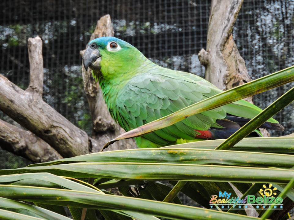 Belize Bird Rescue Avian Rehabilitation Centre & Bird Sanctuary ...