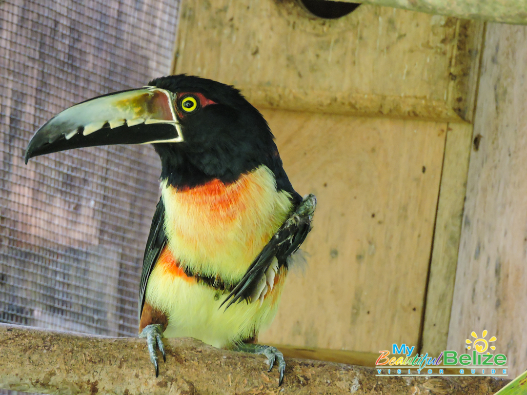 Belize Bird Rescue Avian Rehabilitation Centre & Bird Sanctuary ...