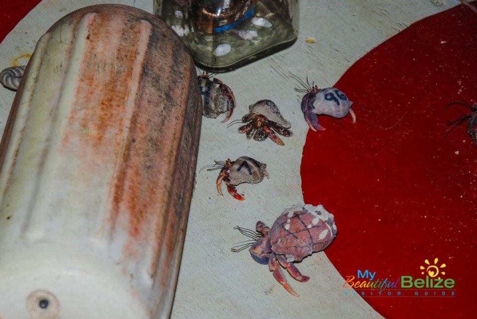 Crazy Canuck's Hermit Crab Race-13